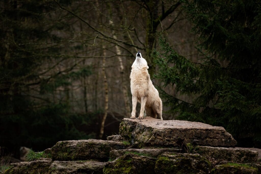 arctic wolf cyber security leader
